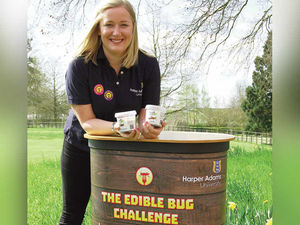 Supporting image for story: Bite-size bugs win award for Harper Adams University