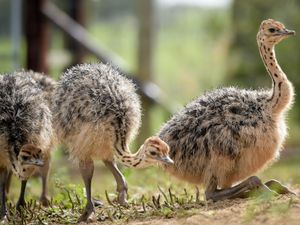 Supporting image for story: ’40 bird families with flightless species existed before human-led extinctions’