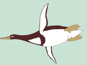Supporting image for story: Giant penguins as big as humans may have waddled around Earth 59 million years ago