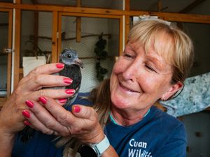Supporting image for story: Three days left to vote for Shropshire wildlife rescue centre to get up to £2,000