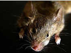 Supporting image for story: Ok. Thank you. Next . . !