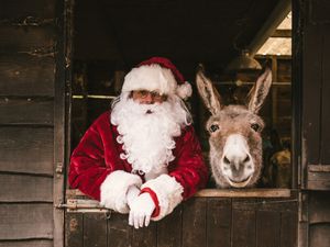 Supporting image for story: Birmingham Donkey Sanctuary open for Christmas fair
