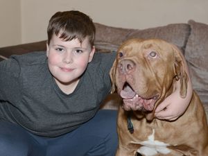 Supporting image for story: Family's desperate plea for help to save paralysed dog Ozzy 