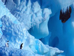 Supporting image for story: Wipeout of penguin chicks dubbed ‘Tarantino does Happy Feet’