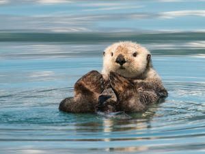 Supporting image for story: Endangered sea otters to arrive at Birmingham Sea Life Centre this March