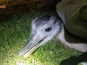 Supporting image for story: In a flap! Escaped ostrich caught by police 