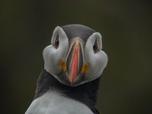 Supporting image for story: Sony has photographed some of Europe's most endangered animals to raise conservation awareness 