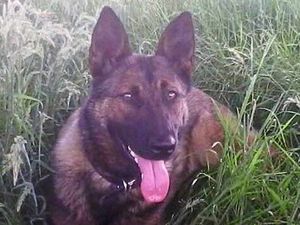 Supporting image for story: Procedures changed after West Mercia Police dog left in van died from heat 