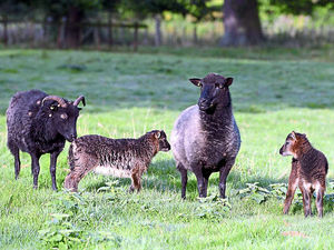 Supporting image for story: Lambs? Now? Ewe must be kidding
