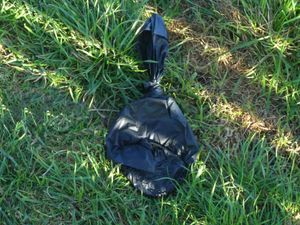Supporting image for story: Dog walkers caught without poo bags could be fined as part of plans being considered by council
