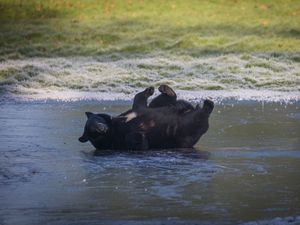 Supporting image for story: Family of black bears play on frozen lake at park enclosure amid cold snap