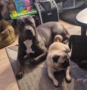 Sky pictured before she was seized by police with fellow family pet, Coco