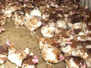 Supporting image for story: Poultry unit near Whitchurch could house 64,000 birds