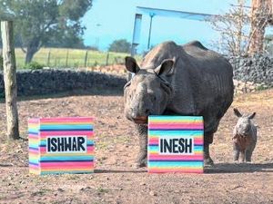 Supporting image for story: Rhino born at West Midland Safari Park named Inesh