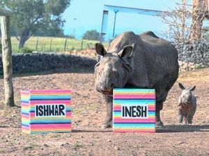 Supporting image for story: Rhino born at West Midland Safari Park named Inesh