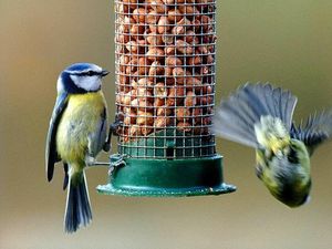 Supporting image for story: One in eight households has no garden, figures show