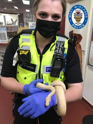 Pc Bethan Pinnock with the female python.