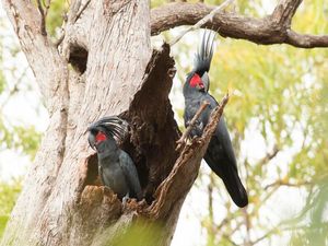 Supporting image for story: Palm cockatoos make their own drumsticks from twigs and use them to play sick beats