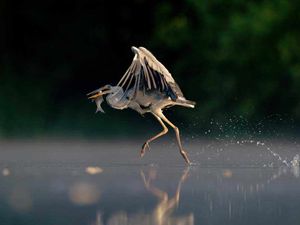 Supporting image for story: Help your local cops