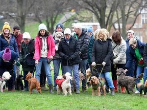 Supporting image for story: Oodles of poodles as monthly Shrewsbury walk goes from strength to strength