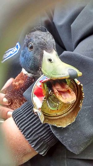 The duck as he was when the RSPCA took charge of him