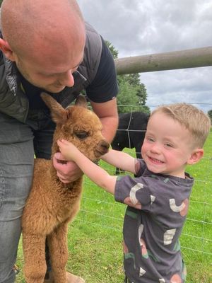 Baby alpacas at Wildwood Alpacas 