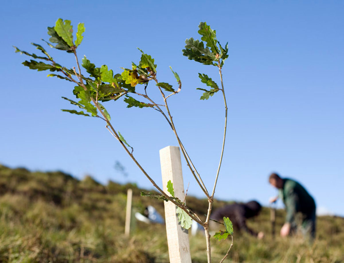 Thousands of trees to be planted across Staffordshire in farming drive to boost biodiversity