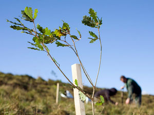 Supporting image for story: Thousands of trees to be planted across Shropshire in farming drive to boost biodiversity