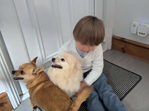 Supporting image for story: 'Heartbroken' mum's appeal as dog had to be put down due to horrific injuries sustained in attack