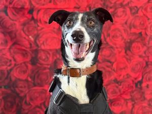 Frederick is a sweet seven-year-old Lurcher who loves cuddles and relaxing on the sofa. 
