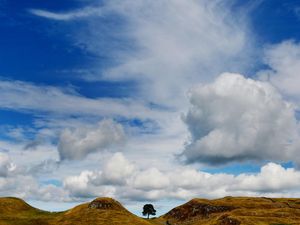 The tree at Sycamore Gap