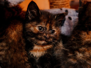 Supporting image for story: Peter Rhodes on a sceptical bishop and how BT mangled the Queen's English