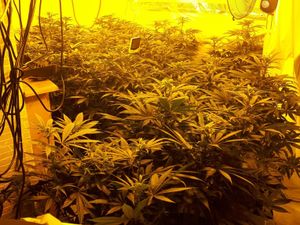 Supporting image for story: One arrested during early morning drugs raid in Wellington