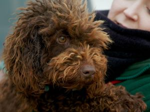 Supporting image for story: Channel 4’s The Dog House celebrates its 100th dog rehomed on the show!