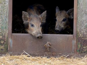 Supporting image for story: WATCH: Wild boar trot out into new home 