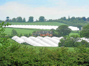 Supporting image for story: Staffordshire strawberry farms can keep polytunnels