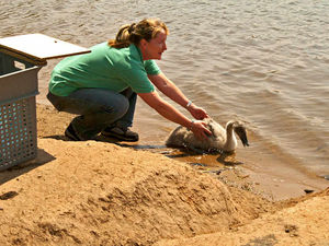 Supporting image for story: Rescued Telford cygnet released after wing mends