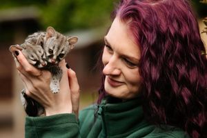 Baby genets have been born at Exotic Zoo in Telford, pictured with Nina Sabey
