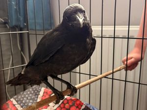 Supporting image for story: Crow returns to visit vet who treated it for a fractured wing
