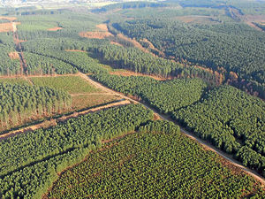Supporting image for story: Tree-planting urged to obscure HS2 line