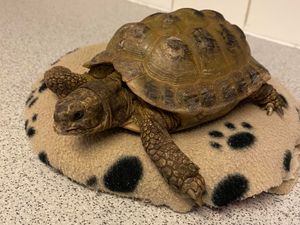 Supporting image for story: Lost tortoise handed in to mystified Black Country vets practice