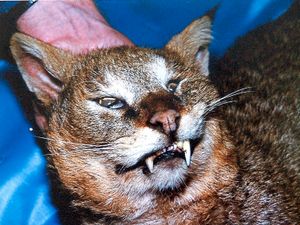 Supporting image for story: Long history of big cats being sighted in the region