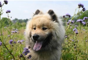 A picture of a dog in the countryside. From Pixabay