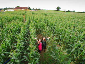 Supporting image for story: Six-acre scarecrow maze returns to Shropshire farm shop