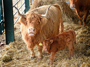 Supporting image for story: Help name Lower Drayton Farm's newborn calf