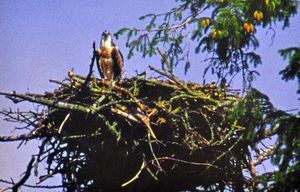 This was the first osprey to fledge from a Welsh nest for centuries
