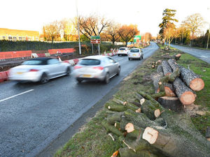 Supporting image for story: 6,359 trees axed by councils across the Black Country