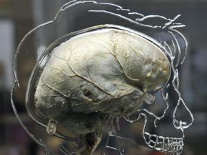 Supporting image for story: New molecule created in quest to restore brain and spinal cord function