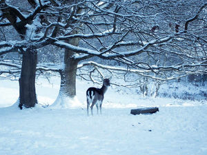 Supporting image for story: West Midlands weather: Snow returns as councils defend reaction to the cold