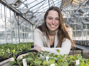 Supporting image for story: Boost to fight against cabbage stem flea beetle